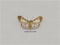 藏品(夜蛾7)的圖片